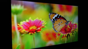 LG QNED81 viewing angle 30 degrees