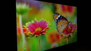LG QNED81 viewing angle 45 degrees